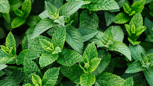 Benefits of Peppermint Oil - D'Scent Essentials